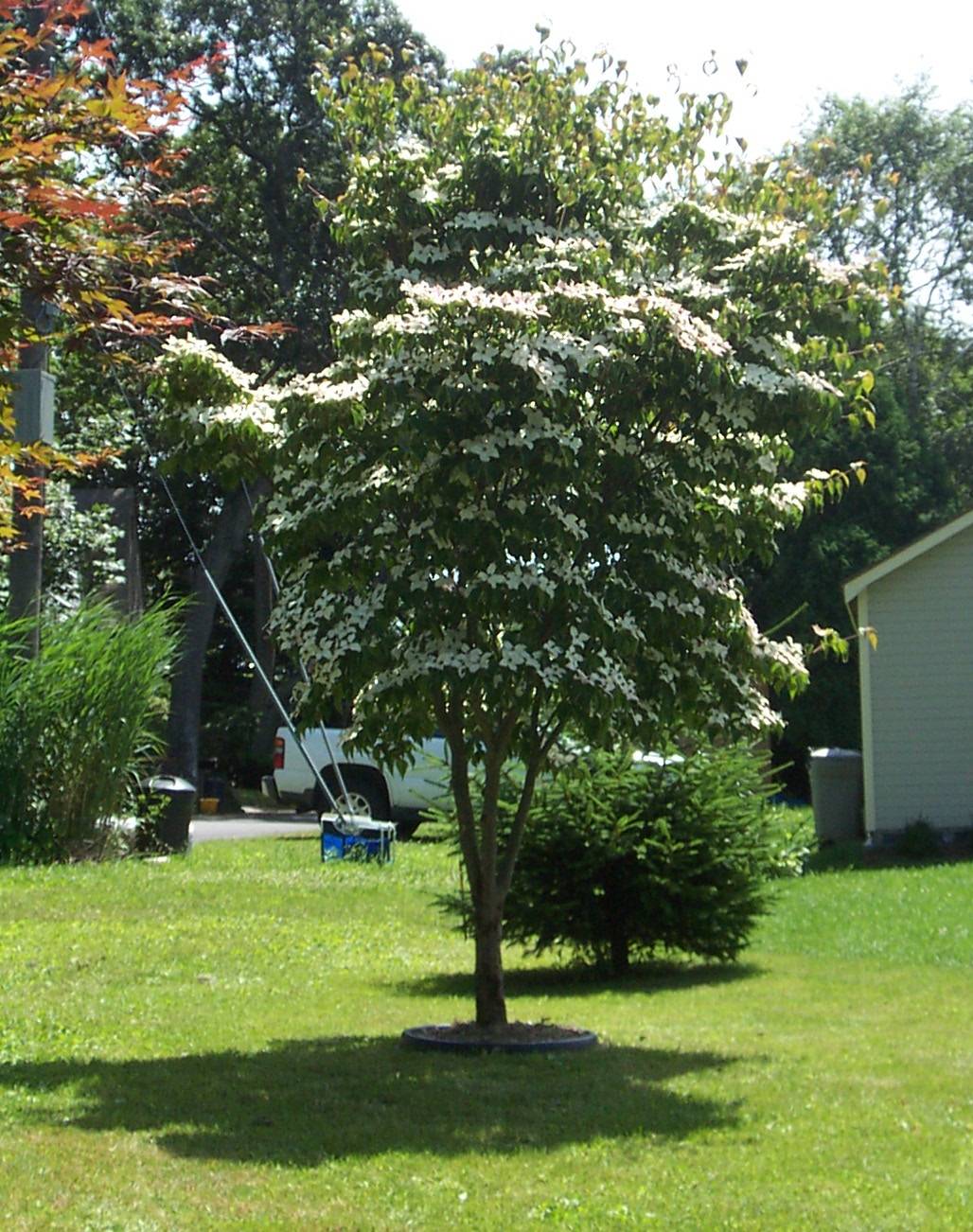 Dogwood+tree